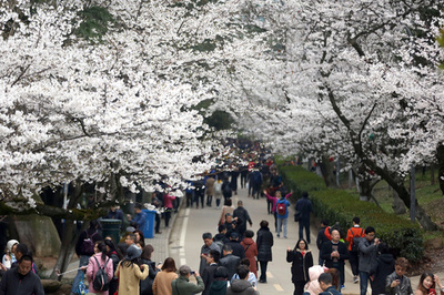 名物の桜、今年は見られず…「花見」サイトでどうぞ 中国・武漢大学