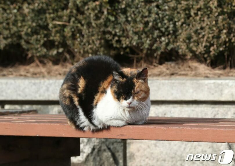 公園のベンチに座る野良猫＝写真は記事内容とは関係ありません(c)MONEYTODAY