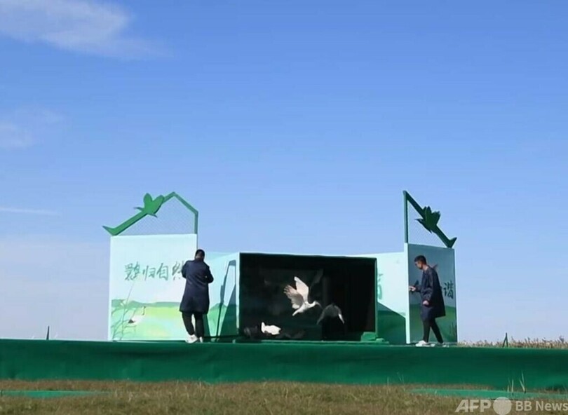 中国の国宝トキ 東部沿海湿地で初の野生復帰