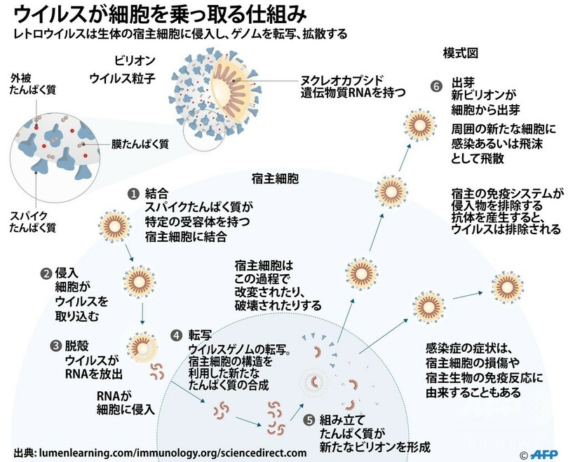 図解 ウイルスが細胞を乗っ取る仕組み 写真2枚 国際ニュース Afpbb News