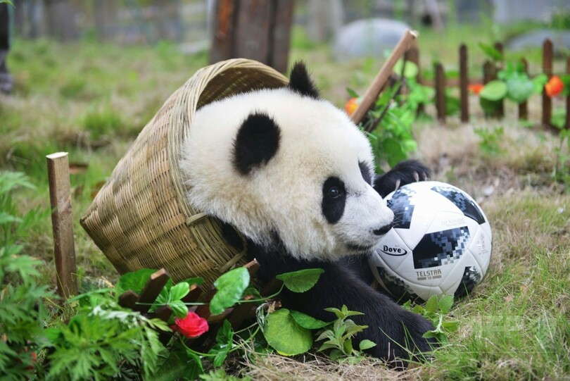 どっちがボール パンダがサッカー 中国 写真6枚 国際ニュース Afpbb News