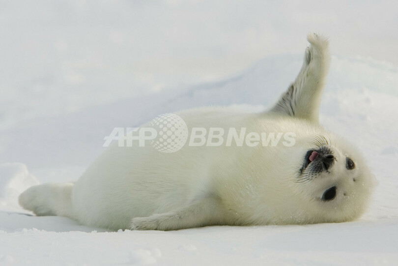 タテゴトアザラシの赤ちゃんが姿を見せる　カナダ