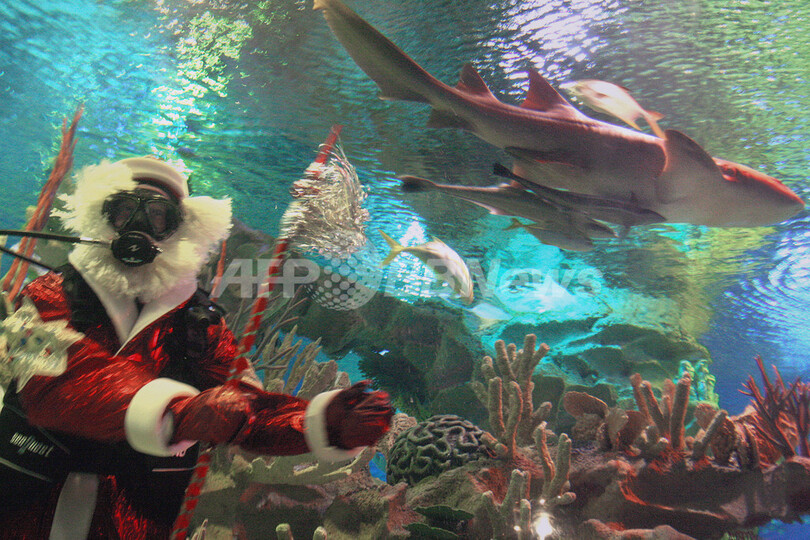 水槽の中でサンタが出迎え、ロシアの水族館