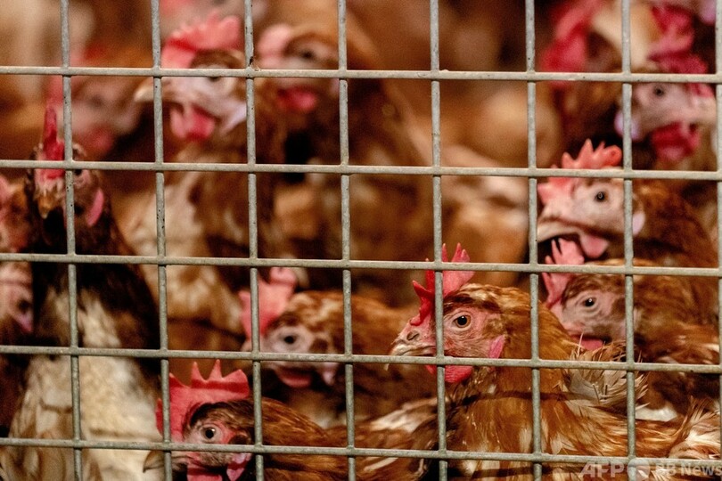 オランダの養鶏場で鳥インフル、約19万羽を殺処分