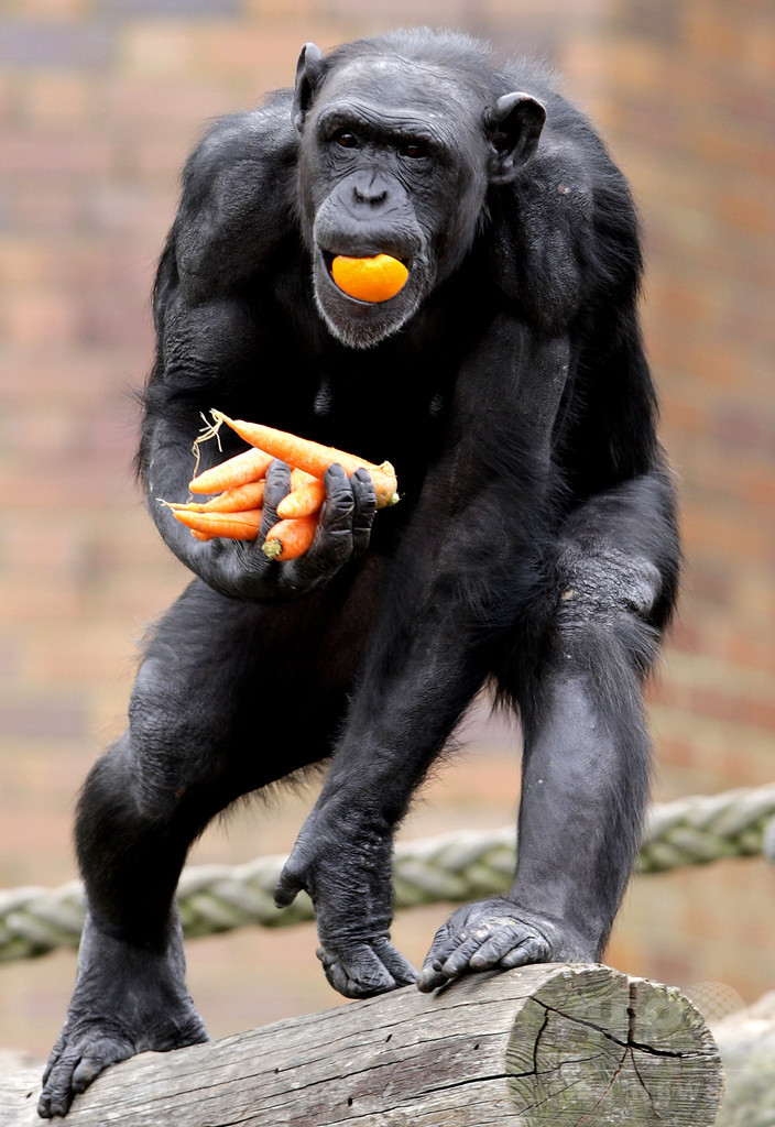 チンパンジーの暴力性は 生まれつき 従来説を否定 研究 写真1枚 国際ニュース Afpbb News