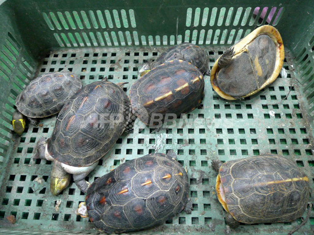 希少種のカメ 食べられる直前に保護 台湾 写真3枚 国際ニュース Afpbb News