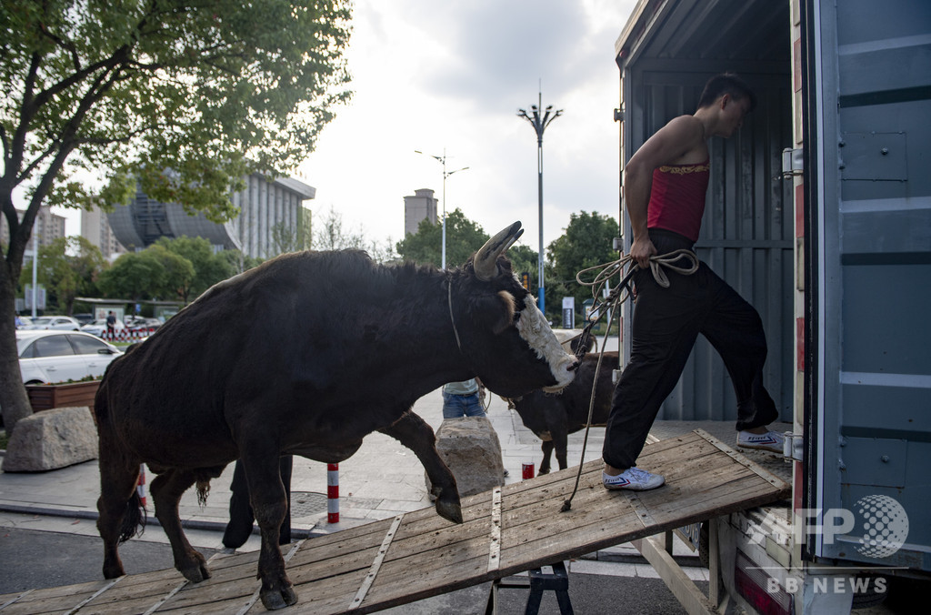 オヴェストリオンの雄牛