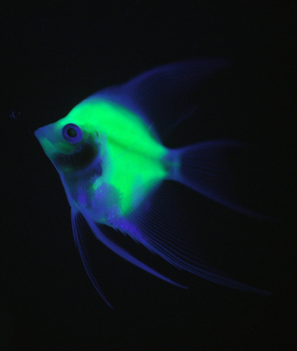 img_736cff60803a55cd98d49f4dbc