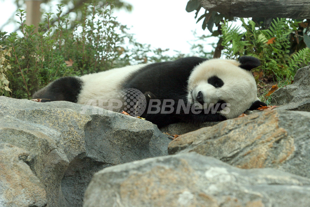 米動物園で急死の赤ちゃんパンダ、死因は肝臓疾患 米動物園で急死の赤ちゃんパンダ、死因は肝臓疾患