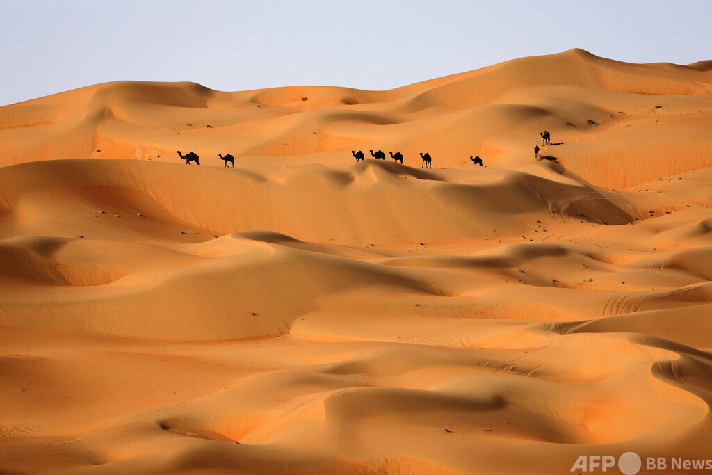 砂漠に猫150匹置き去り、多数死ぬ UAE 写真2枚 国際ニュース：AFPBB News