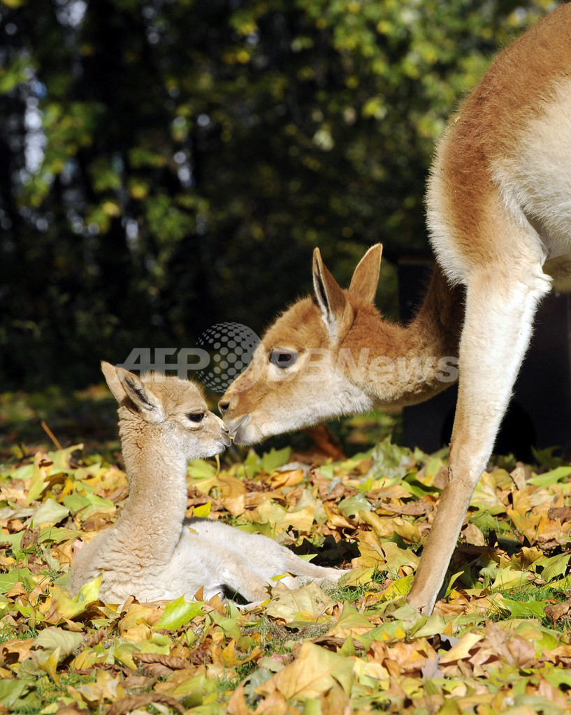 ベルリン動物園でビクーニャの赤ちゃん、10年ぶりの誕生 写真6枚 国際ニュース：AFPBB News