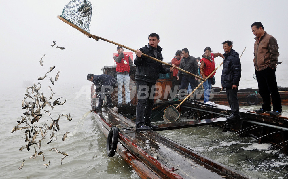 藻を食べる魚2000万匹を放流、水質改善めざす 中国・太湖 写真6枚 国際
