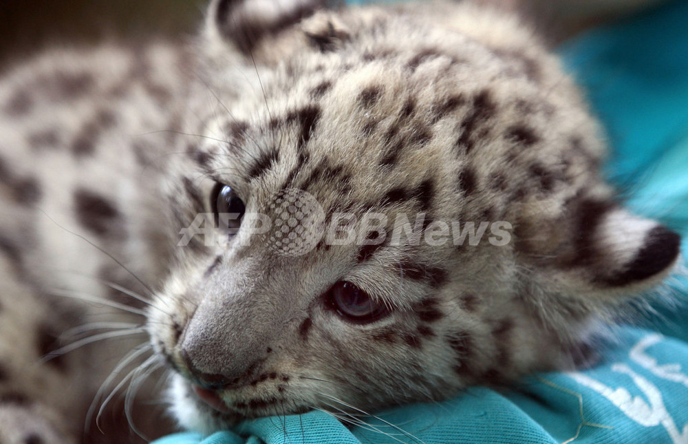 ちょっと眠いよ、ユキヒョウの赤ちゃん ドイツ 写真2枚 国際ニュース