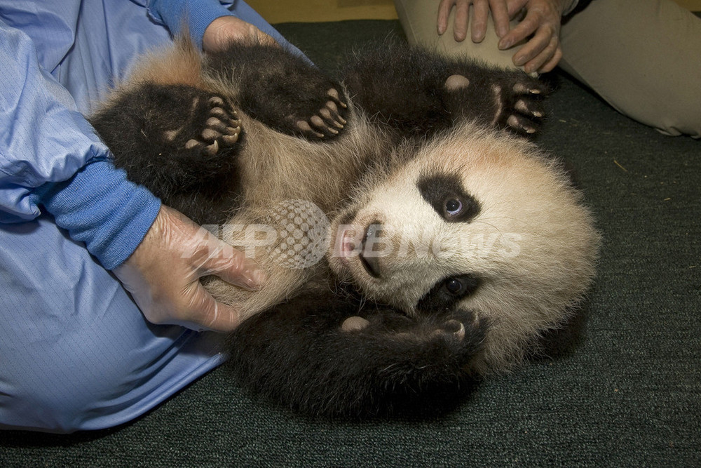 サンディエゴ動物園のパンダの赤ちゃん珍珍、一般公開も間近に 写真1枚 国際ニュース：AFPBB News