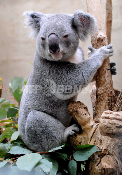 オスのコアラ、「伴侶」を求めてお引っ越し - ドイツ