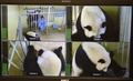 仏中部サンテニャンシュルシェールのボーバル動物園で双子を出産したパンダの「歓歓」（2017年8月4日撮影）。(c)AFP/GUILLAUME SOUVANT