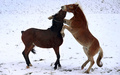 雪の中でじゃれ合う馬（2017年11月19日撮影、資料写真）。(c)AFP PHOTO / dpa / Karl-Josef Hildenbrand