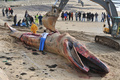 フランス西部レ・サーブル・ドロンヌ（Les Sables d&apos;Olonne）の海岸で25日早朝、全長18メートルのクジラが打ち上げられているのがみつかった。

写真は、浜辺で解体されるクジラと集まった人たち（2013年1月25日撮影）。(c)AFP/FRANK PERRY