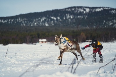 凍結湖を駆け抜けろ！トナカイレース決勝戦 フィンランド