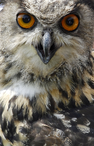 フクロウ減少は「ハリポタ」のせい？インド