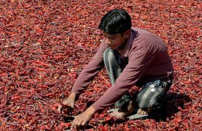 カシミールで深紅のトウガラシの乾燥