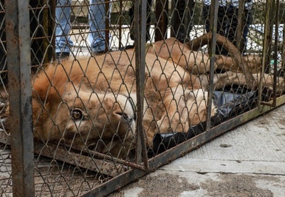 動画 当局に没収され衰弱したライオン 10か月ぶり 母 の元へ帰還 写真1枚 国際ニュース Afpbb News