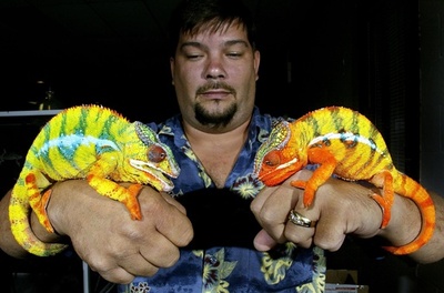 カメレオン色変化の仕組みを解明、スイス大