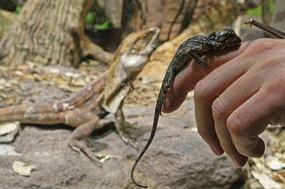 絶滅危惧種エリマキトカゲ、シドニーで繁殖プログラム進む