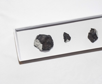 海洋生物の多様化、主流の「隕石説」に異論 研究