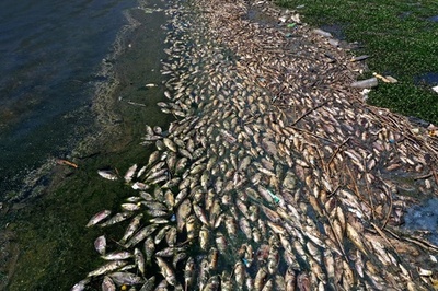 汚染貯水湖で魚大量死 数十トン分打ち上げられる レバノン