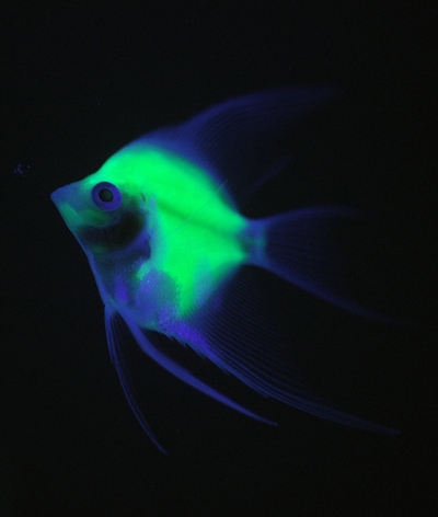 蛍光エンゼルフィッシュ、遺伝子操作で免疫力増強 台湾