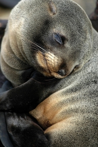 北極圏生まれのアザラシの赤ちゃん、地球温暖化で生命の危機に