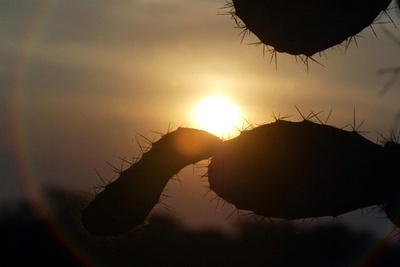 世界のサボテン、約3割に絶滅の危機 研究