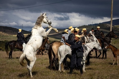 【今日の1枚】奮い立つ馬、草原に集結 モロッコ