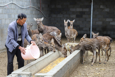 野生動物の食用禁止、飼育業者と動物の運命は？ 中国