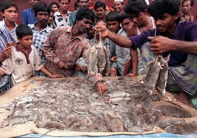 ネズミ狩りコンテスト、優勝者は1年で約4万匹 バングラデシュ