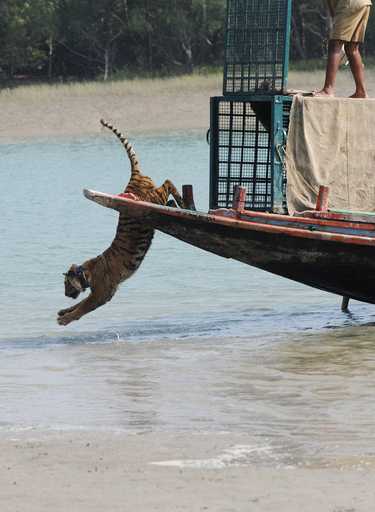 ベンガルトラが小型化、原因は環境変化によるストレスか