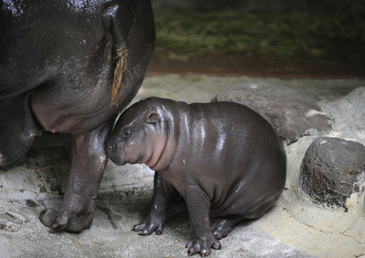 コビトカバの赤ちゃん、上野動物園