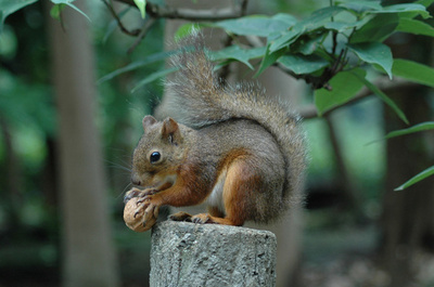 Japan zoo probes possible mass squirrel poisoning