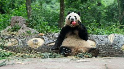 リンゴを食べるパンダのシャンシャン 中国四川省
