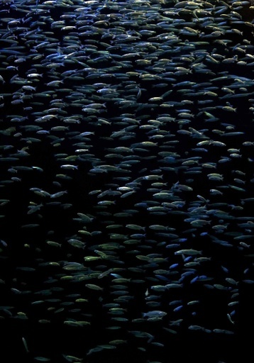 魚の「ラブコール」を盗み聞き、生息数推定可能に 研究