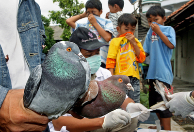 インドネシア、鳥インフルエンザによる死者100人に