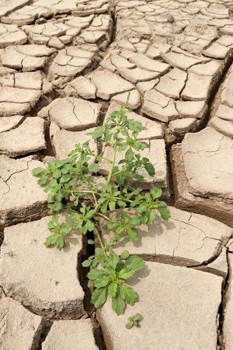 中国中部で深刻な干害、干上がった川に生える雑草