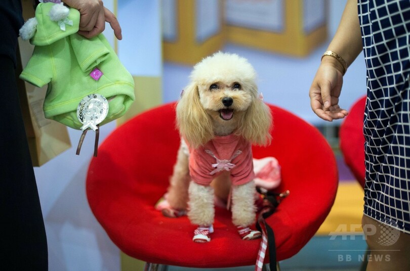 第17回「ペットフェア・アジア」、上海で開催中