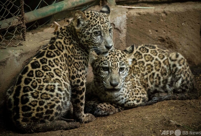 動物園園長 密猟者から赤ちゃんジャガー2匹救出 ニカラグア 写真14枚 国際ニュース Afpbb News