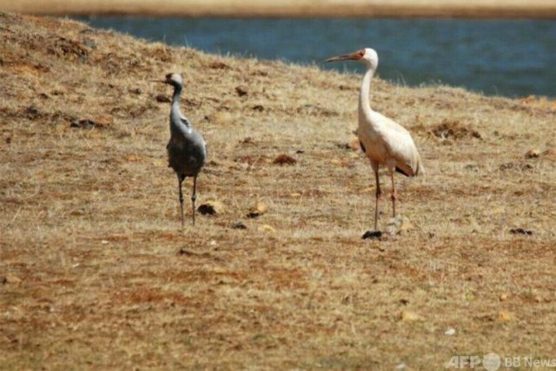 珍しい！ 絶滅危惧種のソデグロヅルが中国雲南省昭通市に初飛来