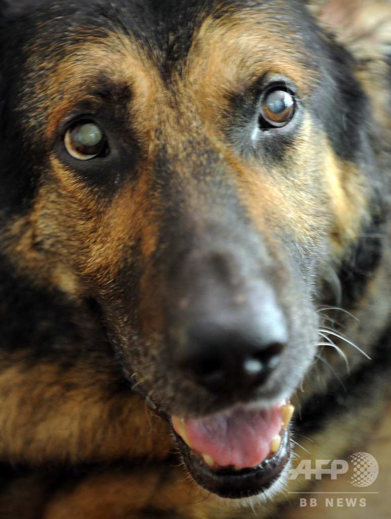 米初のコロナ陽性犬を安楽死 基礎疾患で重症化か 写真1枚 国際ニュース Afpbb News