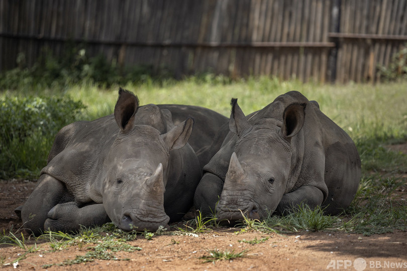 サイの密猟増加 コロナ都市封鎖緩和が一因 南ア