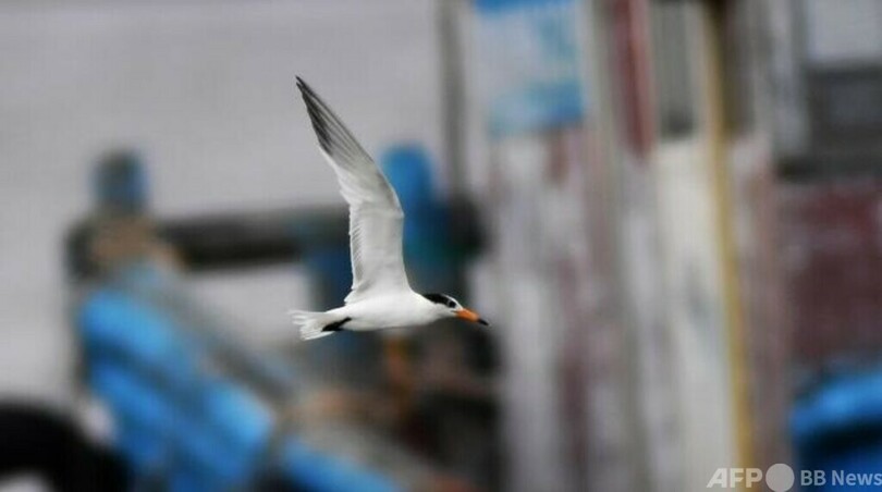 中国・広東で17年ぶりに「神話の鳥」を確認