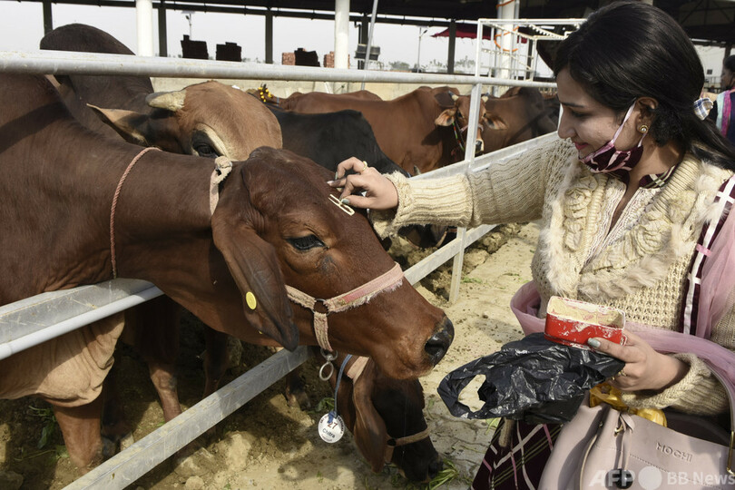 うし年にぴったり インドで 牛の科学 検定実施へ 外国人の受験も歓迎 写真3枚 国際ニュース Afpbb News